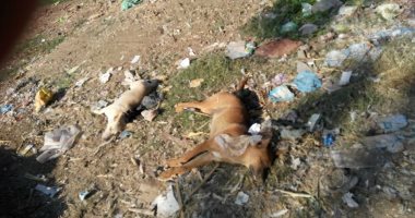 صور.. حملة للقضاء على الكلاب الضالة بإحدى قرى كفر الزيات بالغربية