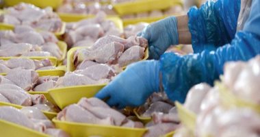 نقيب الفلاحين: تراجع أسعار الدواجن بسب انخفاض أسعار اللحوم الحمراء