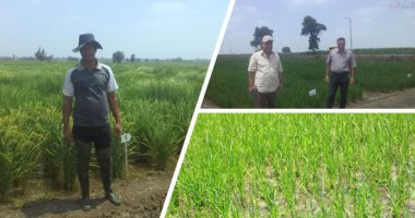 وزير الرى: حظر زراعات الأرز فى غير المناطق المصرح بها وغرامة على المخالفين