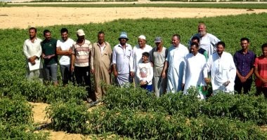 فيديو.. مزارعو النوبارية يشتكون من تلف أكثر من 50 ألف فدان طماطم بسبب الفيروسات