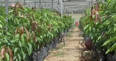 "زراعة أسوان" ينصح مزارعى المانجو بإزالة التزهير المبكر للحفاظ على الإنتاج