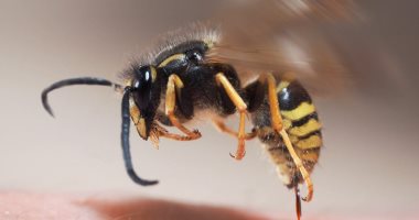 هكذا تحاول بريطانيا حماية النحل من الانقراض