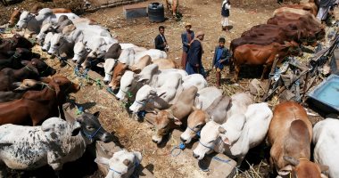 "الثروة الحيوانية" تحدد 11توصية لمربى الماشية والدواجن لمواجهة تقلبات الجو