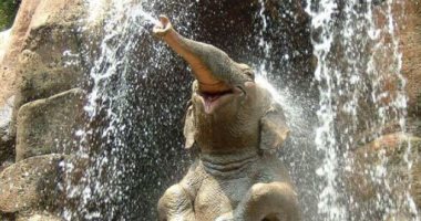 مصرع سائحة ألمانية دهسها فيل فى إحدى حدائق زيمبابوى