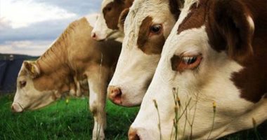  "جنون البقر " يظهر فى مزارع إسكتلندا..  والحكومة تحظر نقل الماشية  