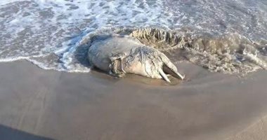 محميات البحر الأحمر: 4 أسباب لوفاة الدلافين والكائنات البحرية