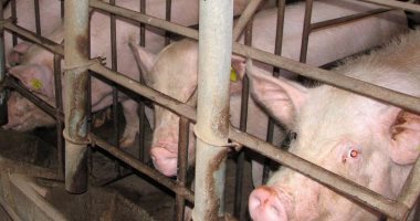 رصد فيروس حمى الخنازير الأفريقية لأول مرة فى اليابان