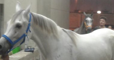صور.. وزارة الزراعة تعلن تصدير 9 خيول عربية إلى ألمانيا