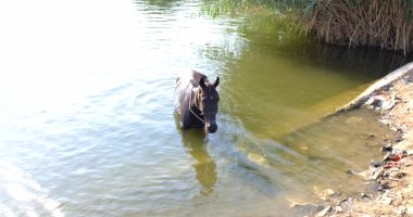 "عايش اللحظة".. حصان يسبح فى المياه برفقة صاحبه فى عين الصيرة