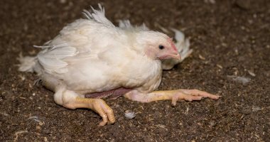 إعدام 3 أطنان دجاج غير صالحة للاستهلاك الآدمى بثلاجة فى بنها