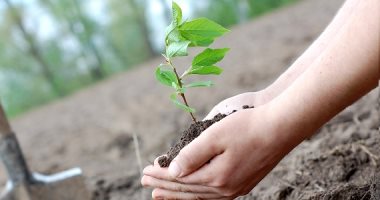 نائب رئيس جامعة الفيوم: لابد أن يتوجه المجتمع لزراعة الأشجار المثمرة بدلا من الزينة .. فيديو