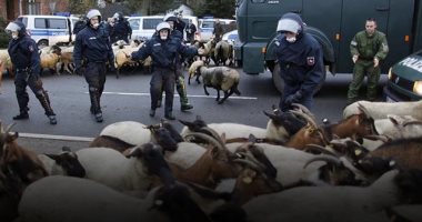 فيديو.. تفاصيل القبض على 20 خروفا فى فرنسا