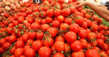 سوق العبور: ارتفاع أسعار الطماطم مؤقت ويتراجع خلال أيام