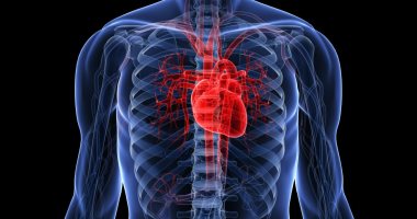 اعرف جسمك.. عظام الصدر تحمى القلب والرئتين وتؤدى وظائف أخرى