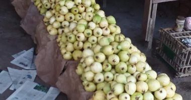 صور.. "الزراعة" تنظم حملات متابعة على محصول الجوافة لزيادة الإنتاج