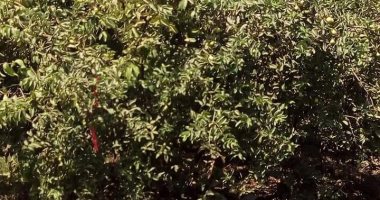 ‎5 توصيات من الزراعة لمزارعى الجوافة فى شهر يناير