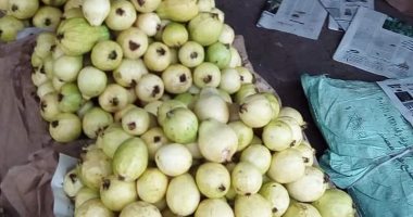 "الزراعة" تحدد 4 إجراءات لمواجهة الآفات الحشرية لأشجار الجوافة بشهر ديسمبر