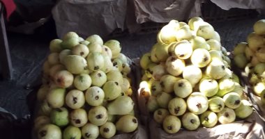 وزارة الزراعة تشرح لمزارعى الجوافة كيفية مكافحة ذبابة الفاكهة