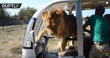 شاهد.. أسد يتسلق سيارة سياحية فى حديقة "تايجان للحيوانات المفترسة"