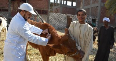 تحصين 195 ألف رأس ماشية ضد أمراض الحمى القلاعية بكفر الشيخ 
