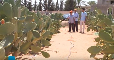 تعرف على سر انتشار زراعة الصبار والتين الشوكى فى مدن ليبيا 