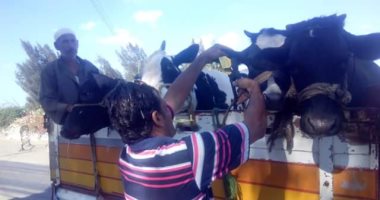 تحصين الماشية ضد مرض الحمى القلاعية وحمى الوادى المتصدع بأكمنة كفر الشيخ 