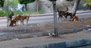 قارئ يشكو من انتشار الكلاب الضالة بمساكن كورنيش المعادى