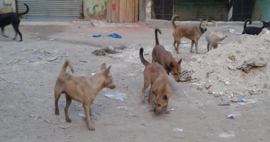 الكلاب الضالة تهدد المواطنين بمنطقة البيطاش فى الإسكندرية
