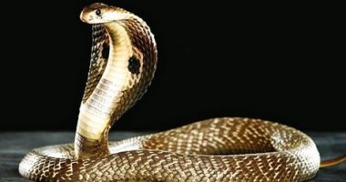 Kāpēc čūska var jums uzbrukt sapnī? Ziniet psiholoģiskos iemeslus, kāpēc sapņojat par čūskām - Septītā diena