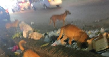 انتشار الكلاب الضالة يهدد أرواح المواطنين فى منطقة المكس بالإسكندرية