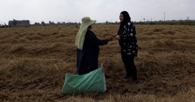 فيديو وصور.. حصاد 190 ألف فدان أرز بكفر الشيخ