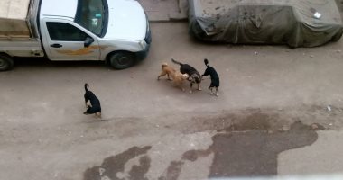 قارئ يشكو من انتشار الكلاب الضالة بشارع المرأة الجديدة فى مصر القديمة