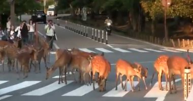 فيديو.. الغزلان فى شوارع اليابان للترفيه عن السياح