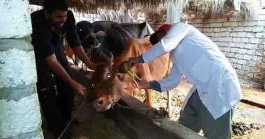 تحصين 162 ألف و 112 رأس ماشية ضد أمراض الحمى القلاعية والجلد العقدى بالغربية