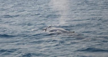 صور.. "الحوت الأحدب" يظهر فى مياه البحر الأحمر بعد عامين من آخر ظهور له