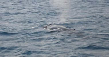معهد علوم البحار: ظهور الحوت الأحدب يعنى تعافى البيئة البحرية بالبحر الأحمر
