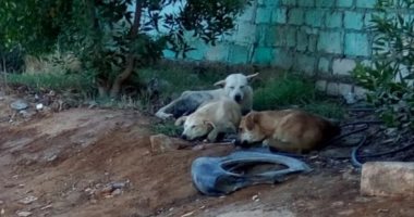 صور.. الكلاب الضالة تحتل مقابر قرية غرب الموهوب بالوادى الجديد