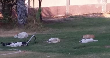 قارئ يشكو من انتشار الكلاب الضالة فى شوارع الاسماعلية