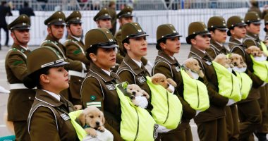 صور.. تشيلى تجند عشرات الكلاب خلال احتفالات العرض العسكرى السنوى