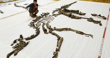 فيديو.. العثور على أكبر هيكل عظمى لديناصور فى اليابان منذ 72 مليون عام