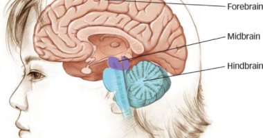 اعرف جسمك .. 5 وظائف مهمة يقوم بها الدماغ المتوسط 