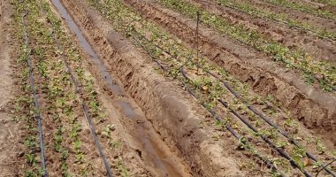10 معلومات عن الفراولة بالقليوبية.. بعد انتهاء موسم زراعة الذهب الأحمر