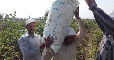 "زراعة الشرقية": حصاد 37 ألف فدان من محصول القطن و11 نقطة لجمع الأقطان
