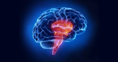 اعرف جسمك.. 8 وظائف لا تحدث بداخلك إلا عن طريق جذع المخ 