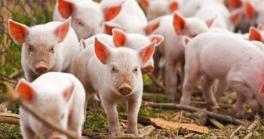 اكتشاف تفشى جديد لحمى الخنازير الأفريقية فى إقليم تشجيانج الصينى