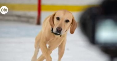 شاهد.. "بينى" أول كلب يمارس التزلج على الجليد