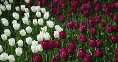 العاصمة الهولندية تحتفل باليوم الوطنى لأزهار التوليب.. فيديو