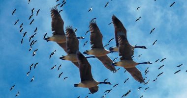 ضبط 7 طيور "بجع" مهاجرة غير مسموح الترخيص بحيازتها