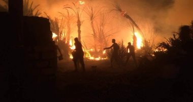 محافظ الوادى الجديد يكشف: حريق 70 فدان من أشجار النخيل وخروج 30 حالة مصابة