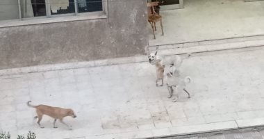 شكوى من انتشار الكلاب الضالة بمنطقة مساكن شيراتون بمصر الجديدة